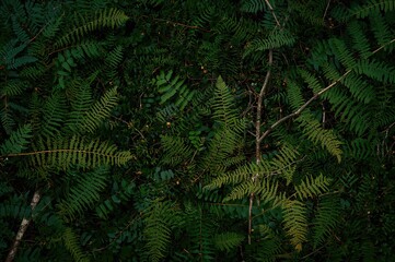 Wall Mural - Lush green woodland backdrop with vibrant fern twigs scattered randomly. Artistic exploration theme.