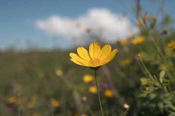 Wall Mural - Wild Cosmos sulphureus Blooming