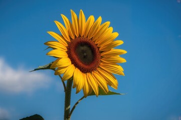 Wall Mural - Close-up View of a Blooming Sunflower Against a Clear Sky