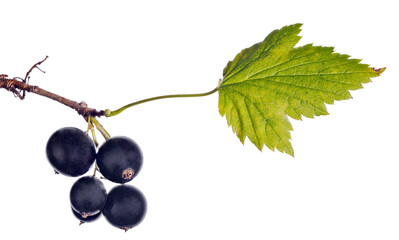 Wall Mural - bunch of black currant  with green leaf and five berries