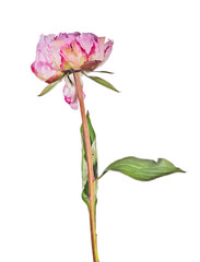 Wall Mural - dark and light pink peony bud with green leaves