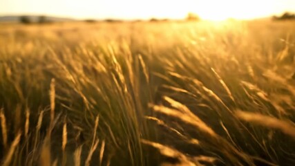 Wall Mural - Handheld Tracking Shot Through Tall Desert Grasses Swaying in Breeze plants, shallowdepthoffield, groundlevel