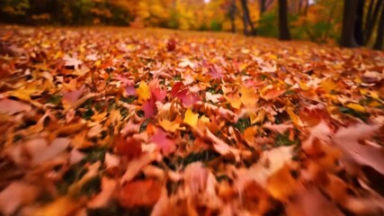 Wall Mural - Ground level tracking shot through colorful autumn leaves swirling and dancing in the gentle wind fall, background, orange
