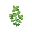 © rifta - Illustration of a sprig of fresh green mint leaves, perfect for culinary and decorative purposes.
