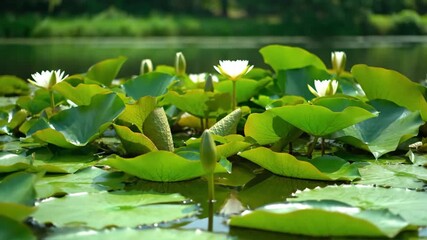 Wall Mural - Gentle tracking shot over vibrant green lily pads gently swaying on a pond's surface with soft natural light peaceful, surface, beauty