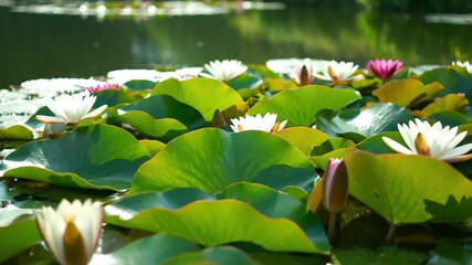 Wall Mural - Gentle tracking shot over vibrant green lily pads gently swaying on a pond's surface with soft natural light fresh, lily, field