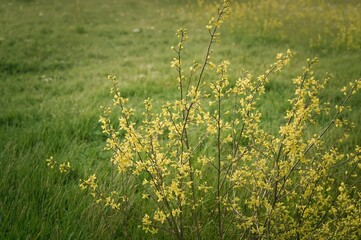 Wall Mural - Soft green grass highlighting fragile yellow forsythia blossoms