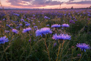 Wall Mural - Blue blossoms flourishing in a meadow at dusk