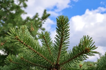 Wall Mural - Springtime Conifers with Fresh Green Pine Cones and Seeds Close-Up