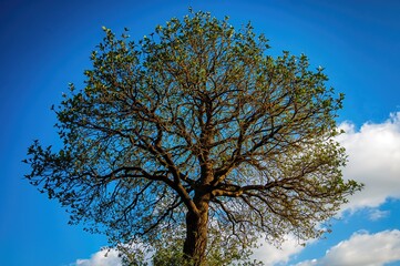 Wall Mural - Tree's Crown Against a Clear Blue Sky