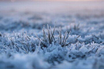 Wall Mural - Detailed view of frosty grass on snowy terrain during winter dusk