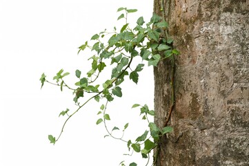 Wall Mural - Ivy and climbing fig growing up a wall, isolated on a white background