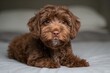 © TheWaterMeloonProjec - Adorable brown water dog with expressive eyes enjoying playtime indoors on a bed.