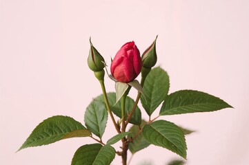 Wall Mural - Watercolor painting of a red rose with leaves and buds