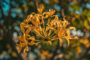 Wall Mural - Golden shower tree blossoms in a summer garden scene