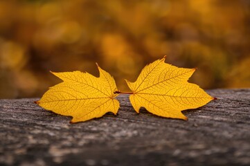 Wall Mural - Detailed view of a pair of golden autumn leaves resting on weathered wooden planks with empty space for text