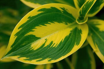 Wall Mural - Close-up of a bi-colored leaf showing green and yellow hues