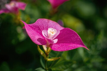 Wall Mural - Close-up of vibrant pink and white Bougainvillea flowers in a garden setting