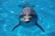 © -Quantum Pixels- - Marine mammal gliding through clear ocean water, close-up front perspective, aquatic life, cheerful expression, natural habitat