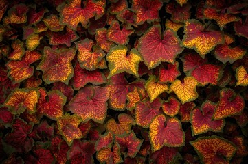 Wall Mural - Close-up shot of the textured surface of a variegated ivy species, featuring vibrant yellow and red hues with detailed vein designs.