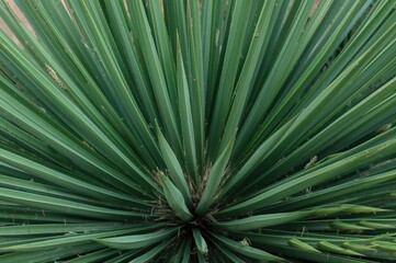 Wall Mural - Yucca brevifolia's leaves: smooth linear forms with pointed tips and broad bases, showcasing the unique rosetted pattern of this native tree-like shrub