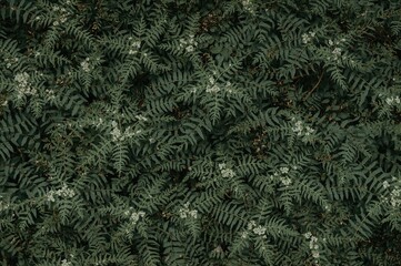 Wall Mural - Green Sword Fern and Fishbone Fern Leaves with Natural Foliage for Wall Decoration on a Spacious Background