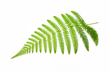 Wall Mural - Green fern leaves on a plain white backdrop