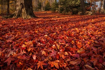 Wall Mural - A serene autumn afternoon reveals a vibrant carpet of colorful fallen leaves on the woodland ground.