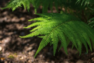 Wall Mural - Golden Gate Park Botanical Garden Display Featuring Fern Leaves