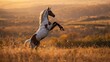 © Seyyar - Stunning spotted horse standing tall in a fall meadow