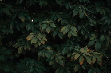 Wall Mural - Dark Background with Green Leaf Patterns and Texture, Vintage Nature Theme for Summer and Spring