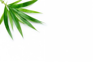 Wall Mural - Newly picked bamboo leaves against a white backdrop