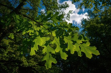 Wall Mural - Background of green oak foliage. Botanical and plant nature texture.