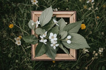 Wall Mural - white shadberry blossoms and green foliage border