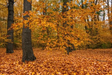 Wall Mural - Forest scene with golden maple foliage