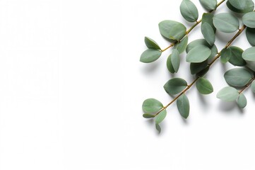 Wall Mural - Isolated fresh eucalyptus branches on a plain white surface. Aromatherapy concept. Elegant bouquet arrangement with space for text.