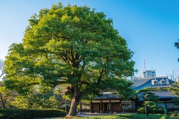 Wall Mural - Large lush tree beside a structure under a clear morning sky in an urban area.