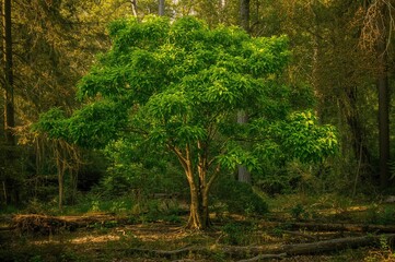 Wall Mural - Lush Sapium sebiferum tree thriving in woodland