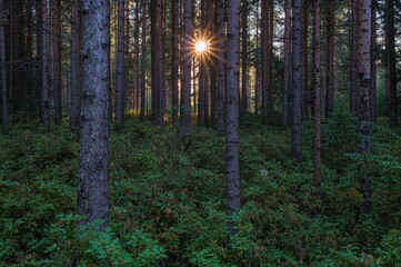 Wall Mural - Watching sunlight filter through forest trees offers a peaceful moment amidst lush greenery and earthy tones.
