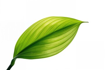 Wall Mural - tropical green leaf isolated on a clean white surface