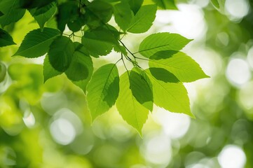 Wall Mural - Green foliage with blurred green lights on a white backdrop