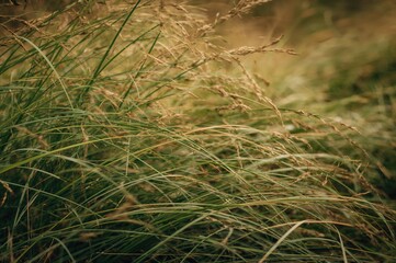 Wall Mural - Decorative lush green grass foliage