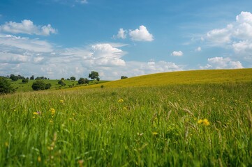 Wall Mural - Green field beneath a bright blue sky dotted with soft clouds