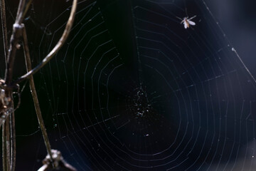Nature Spider web and insect trapped