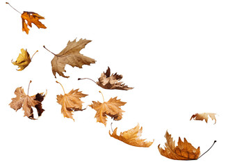 Wall Mural - leaf one falling flying in autumn saason isolated for background