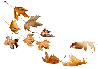 Wall Mural - leaf one falling flying in autumn saason isolated for background