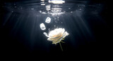 underwater photography of a white rose sinking in black water, petals beginning to detach, dramatic light from above, melancholic and beautiful 