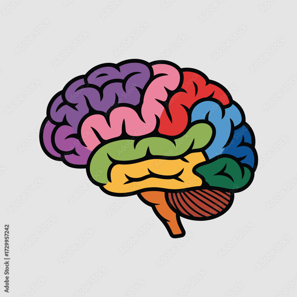 Colorful human brain anatomy diagram with different lobes clearly ...