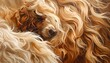 © hp - Close-up of a dog's fluffy coat