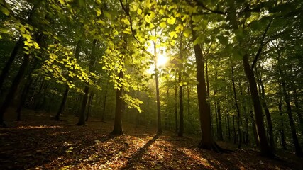Wall Mural - mesmerizing timelapse of sunlight dappling through dense forest canopy, creating shifting patterns o